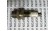 Balluff Bes 516-367-S4-C